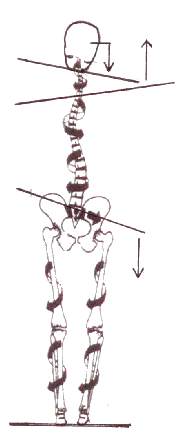  Indikationen der Chiropraktik